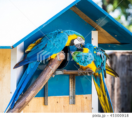 インコ オウム いんこの写真素材