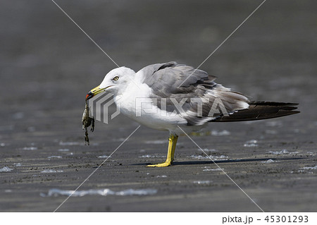蟹をくわえるウミネコ 蟹をくわえるウミネコ 45301293