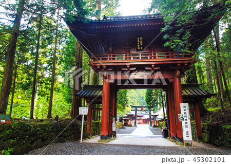 新緑の日光二荒山神社　世界遺産　【栃木県日光市】 45302101