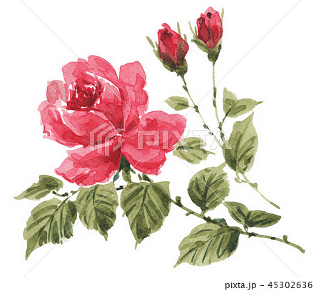 rose181109pix7 45302636