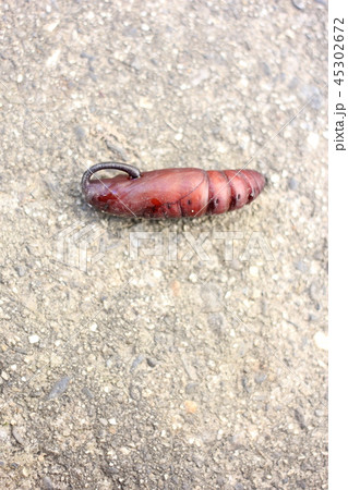 シモフリスズメのサナギ01 シモフリスズメのサナギ01 45302672