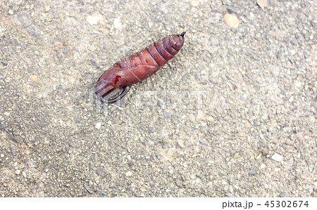 シモフリスズメのサナギ０２ 45302674