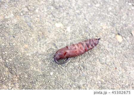 シモフリスズメのサナギ０３ 45302675