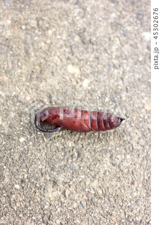 シモフリスズメのサナギ０４ 45302676