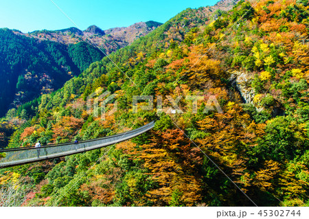 梅の木轟公園吊橋の紅葉　【熊本県八代市五家荘】 45302744