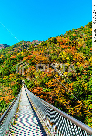 梅の木轟公園吊橋の紅葉 【熊本県八代市五家荘】 梅の木轟公園吊橋の紅葉 【熊本県八代市五家荘】 45302747