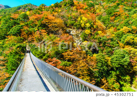 梅の木轟公園吊橋の紅葉　【熊本県八代市五家荘】 45302751