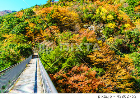 梅の木轟公園吊橋の紅葉 【熊本県八代市五家荘】 梅の木轟公園吊橋の紅葉 【熊本県八代市五家荘】 45302755