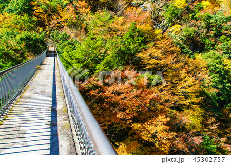 梅の木轟公園吊橋の紅葉　【熊本県八代市五家荘】 45302757