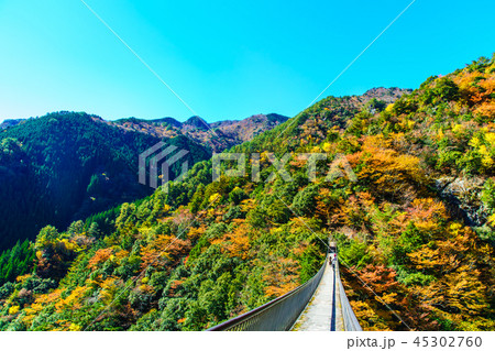 梅の木轟公園吊橋の紅葉　【熊本県八代市五家荘】 45302760