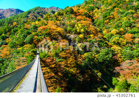 梅の木轟公園吊橋の紅葉 熊本県八代市五家荘 の写真素材