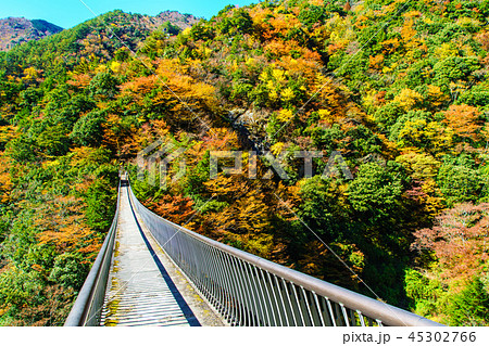 梅の木轟公園吊橋の紅葉　【熊本県八代市五家荘】 45302766