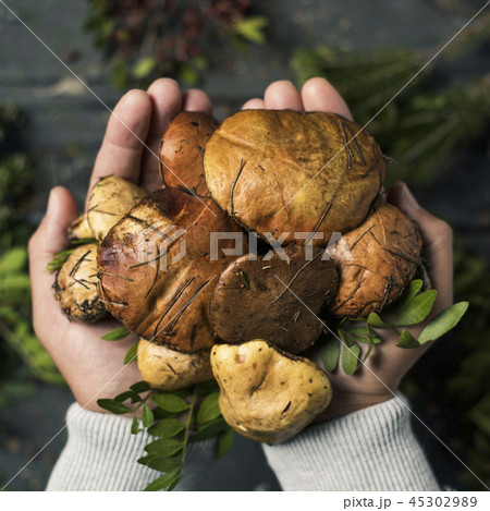 man with some yellow knight mushrooms in his hands 45302989