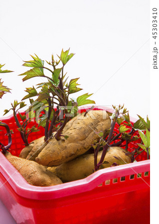 刈り取る 刈り取り 刈り入れ 45303410