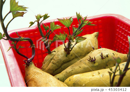 刈り取る 刈り取り 刈り入れ 45303412