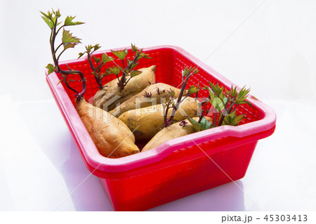 刈り取る 刈り取り 刈り入れ 45303413