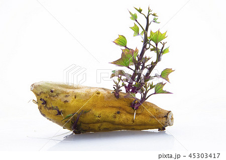 刈り取る 刈り取り 刈り入れ 45303417