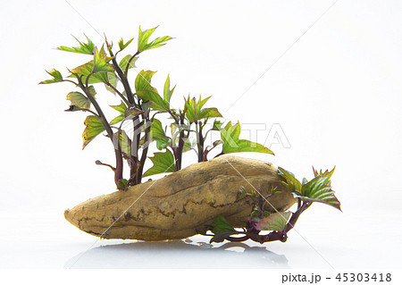 刈り取る 刈り取り 刈り入れ 45303418