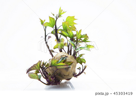 刈り取る 刈り取り 刈り入れ 45303419