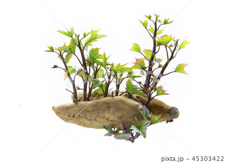 刈り取る 刈り取り 刈り入れ 45303422