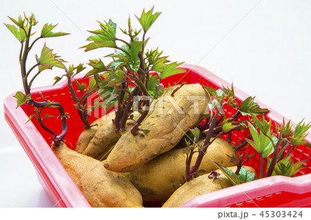 刈り取る 刈り取り 刈り入れ 45303424