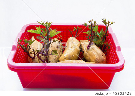 刈り取る 刈り取り 刈り入れ 45303425