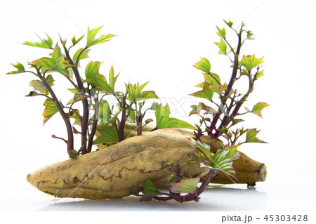 刈り取る 刈り取り 刈り入れ 45303428