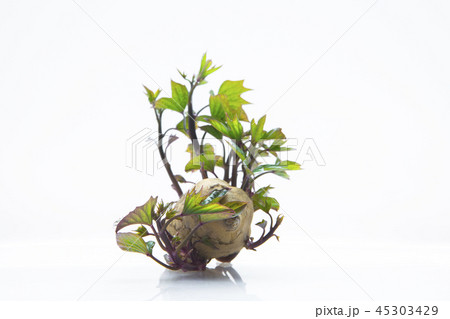 刈り取る 刈り取り 刈り入れ 45303429