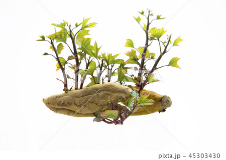 刈り取る 刈り取り 刈り入れ 45303430