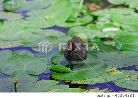 Gallinula Chloropus - common moorhen Gallinula Chloropus - common moorhen 45304231