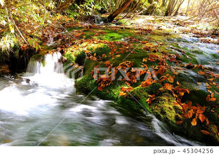 獅子ケ鼻湿原 45304256