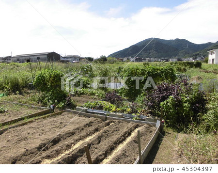 上吉田ふれあい菜園(北九州市小倉南区)-1 上吉田ふれあい菜園(北九州市小倉南区)-1 45304397