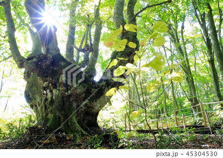 獅子ケ鼻湿原 45304530