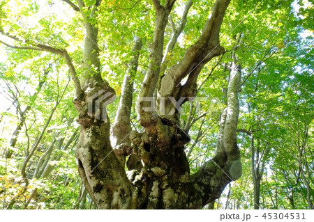 獅子ケ鼻湿原 45304531