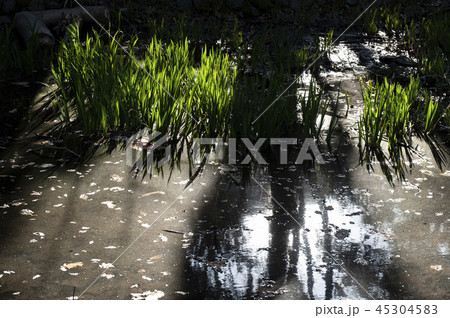 早春の沼 45304583