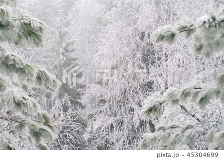 fabulous winter forest fabulous winter forest 45304699