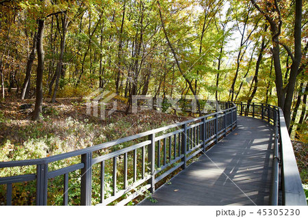 ハイキングコース 木 秋 45305230