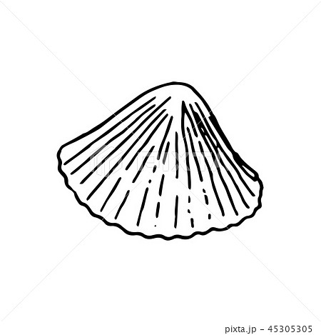 Set of various beautiful mollusk sea shells sketch 45305305