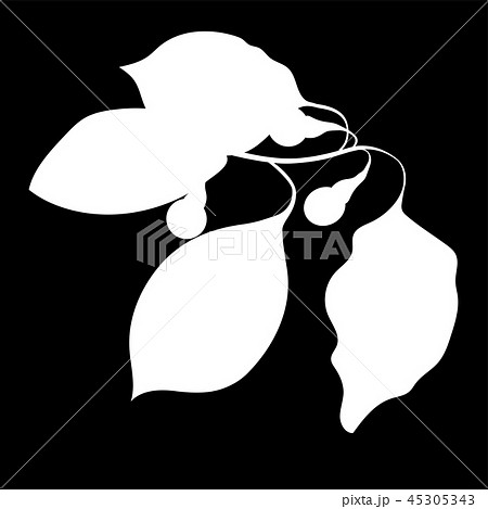 Camphor Tree, isolated logo icon. silhouette.  45305343