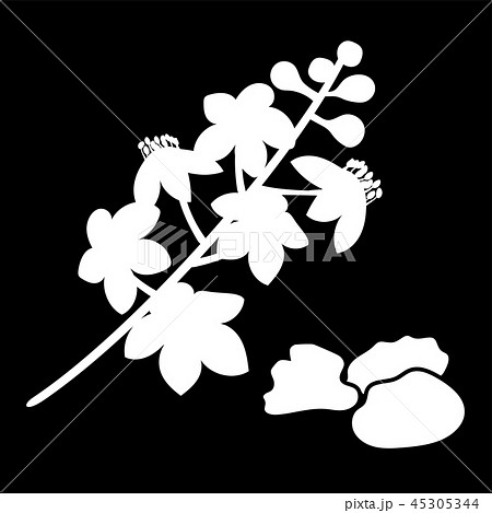 Boswellia sacra as frankincense or olibanum-tree Boswellia sacra as frankincense or olibanum-tree 45305344