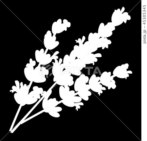 Lavender flowers isolated logo icon. Lavender flowers isolated logo icon. 45305345