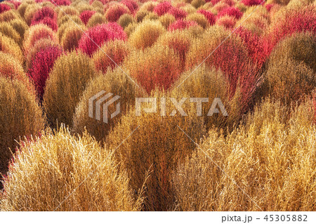 Kochia scoparia autumn Kochia scoparia autumn 45305882