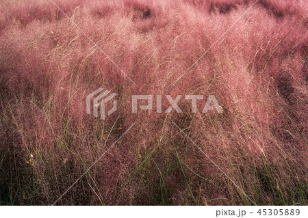 Pink muhly grass 45305889