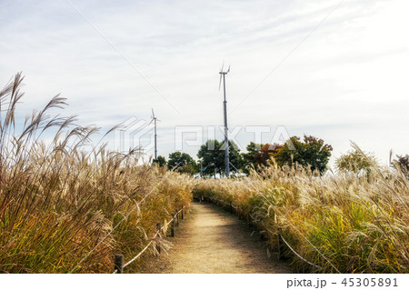 field of reeds in haneul park field of reeds in haneul park 45305891