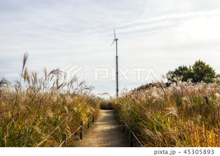 field of reeds in haneul park field of reeds in haneul park 45305893