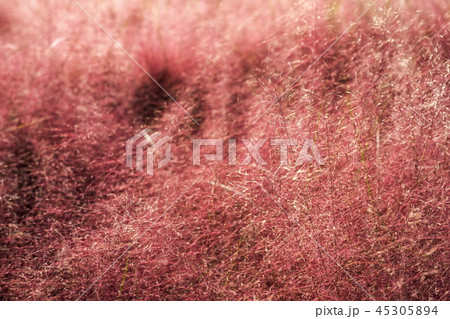 Pink muhly grass 45305894