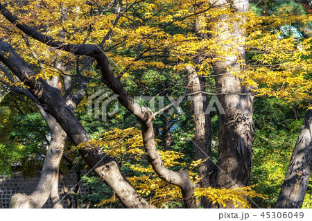 autumn leaves foliage in changgyeonggung autumn leaves foliage in changgyeonggung 45306049