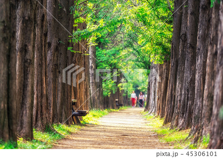 metasequoia park in haneul park 45306101