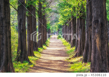metasequoia park in haneul park 45306110