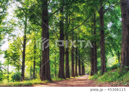 metasequoia park in haneul park metasequoia park in haneul park 45306115